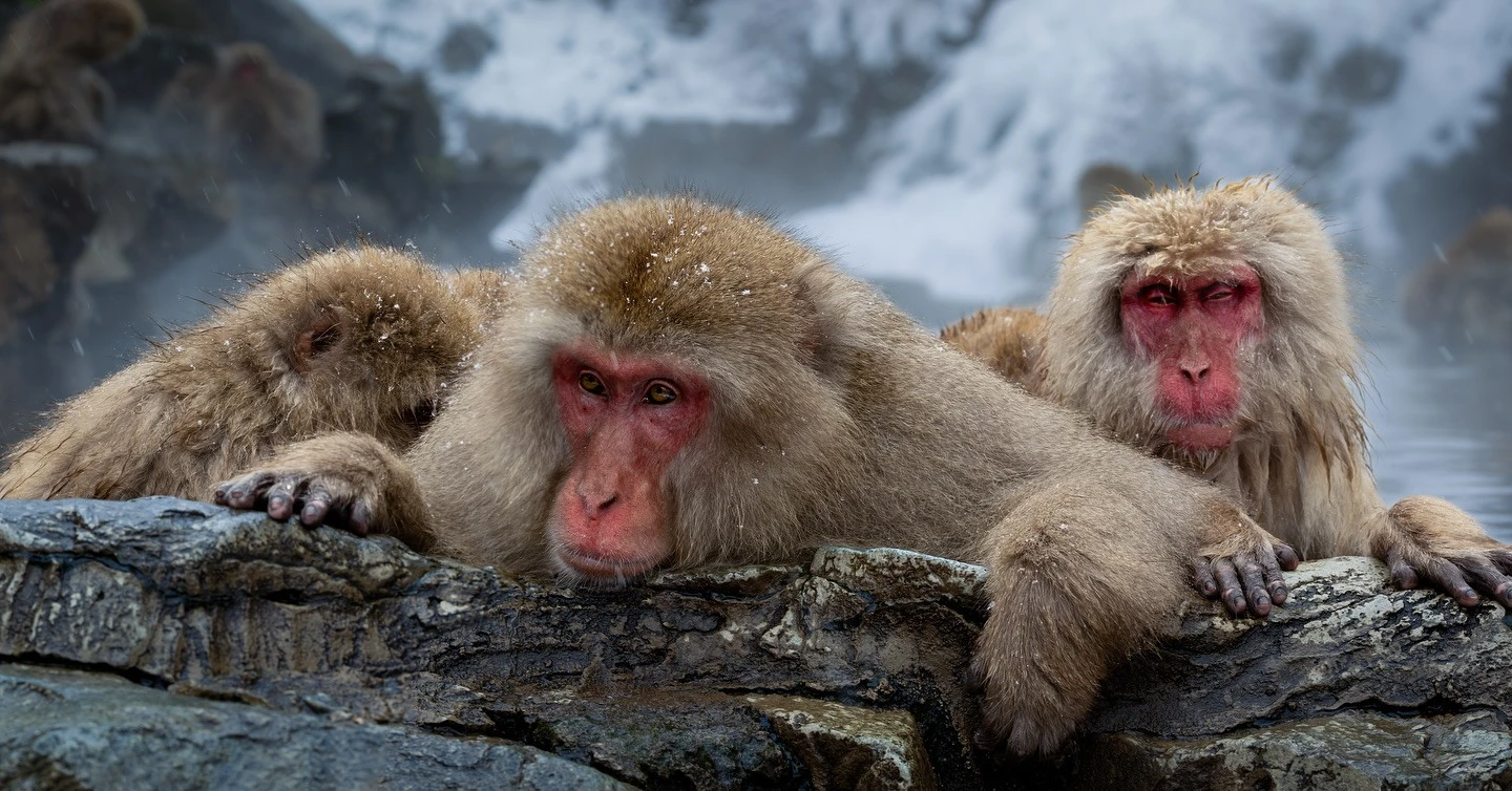 Japan Snow Monkey Park transfer, Japan Snow Monkey Shuttle Bus