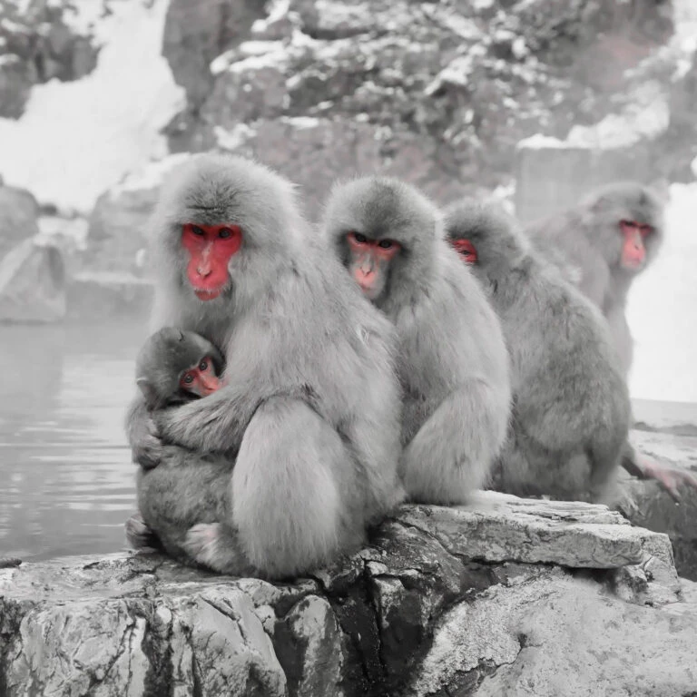 Japan snow monkeys tours, Tours to Japan Snow Monkeys, Private snow monkeys tours, Day tours to Snow Monkeys, Hakuba to Snow Monkeys, Myoko to Snow Monkeys, Nozawa Onsen to Snow Monkeys