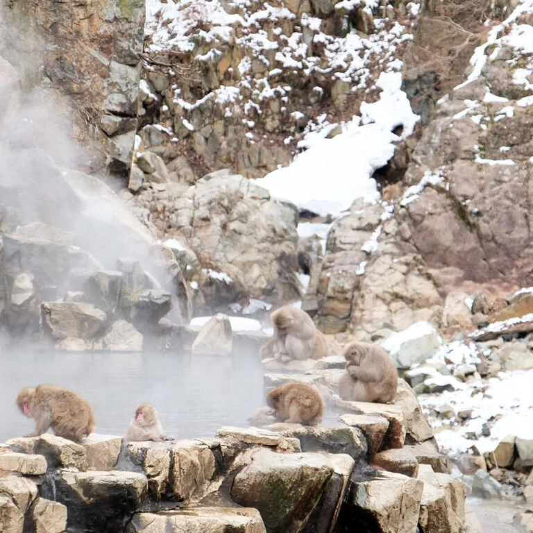 Japan Snow Monkey webcam, livecam